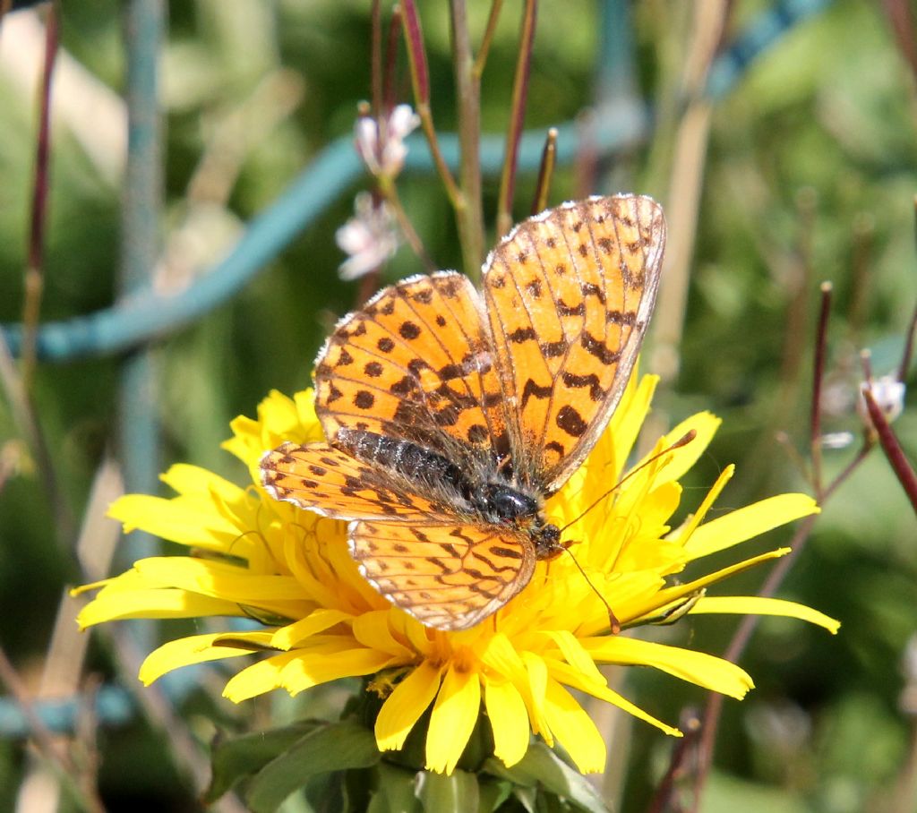 Melitaea? No, Boloria dia